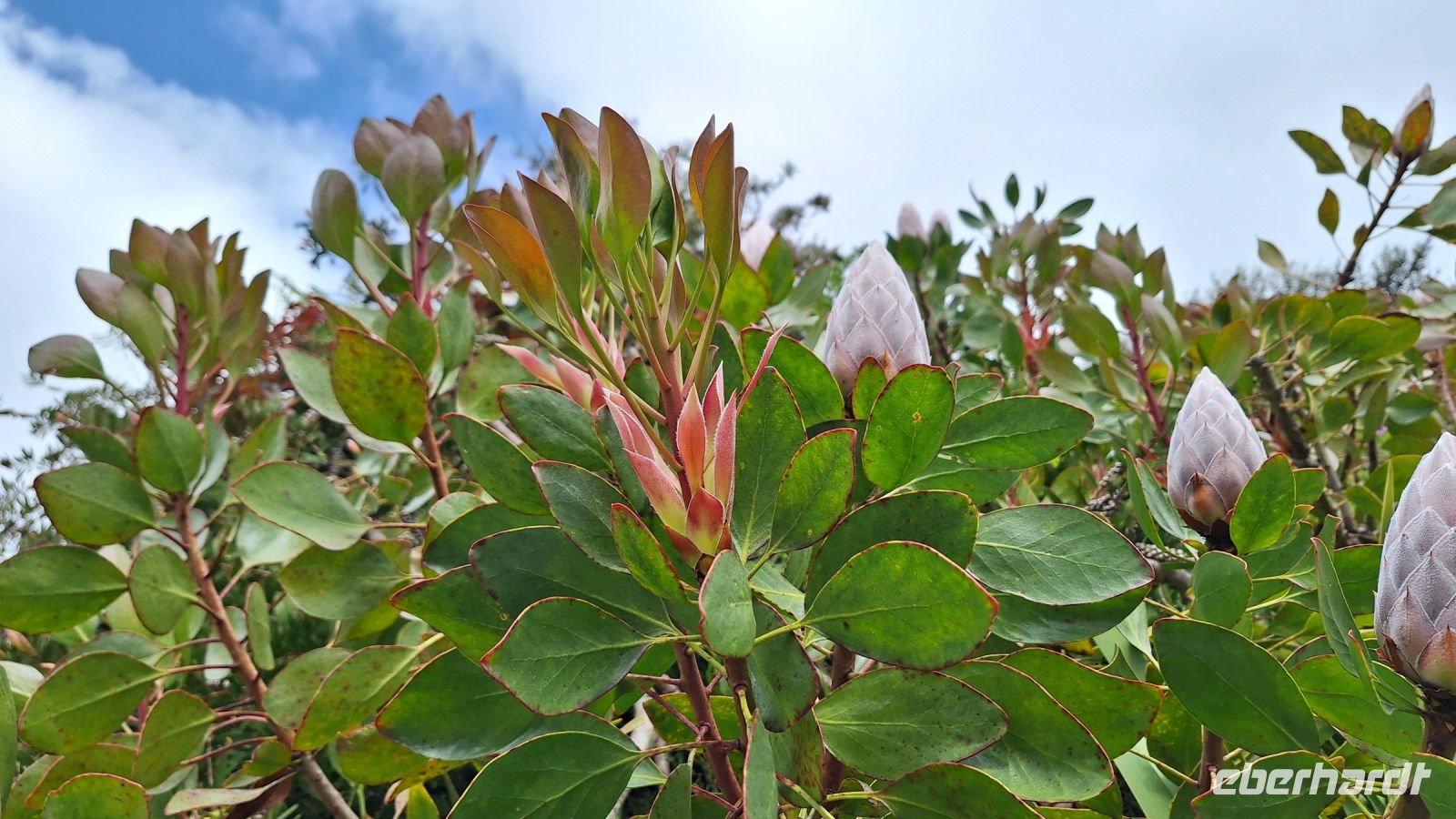 Isles of Scilly, Tresco: Tresco Abbey Gardens