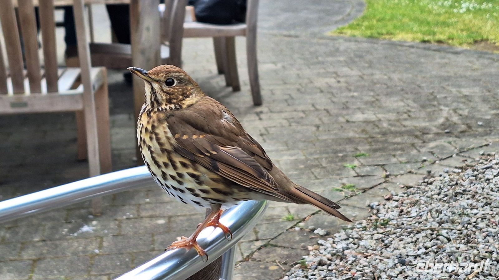 Isles of Scilly, Tresco: Tresco Abbey Gardens