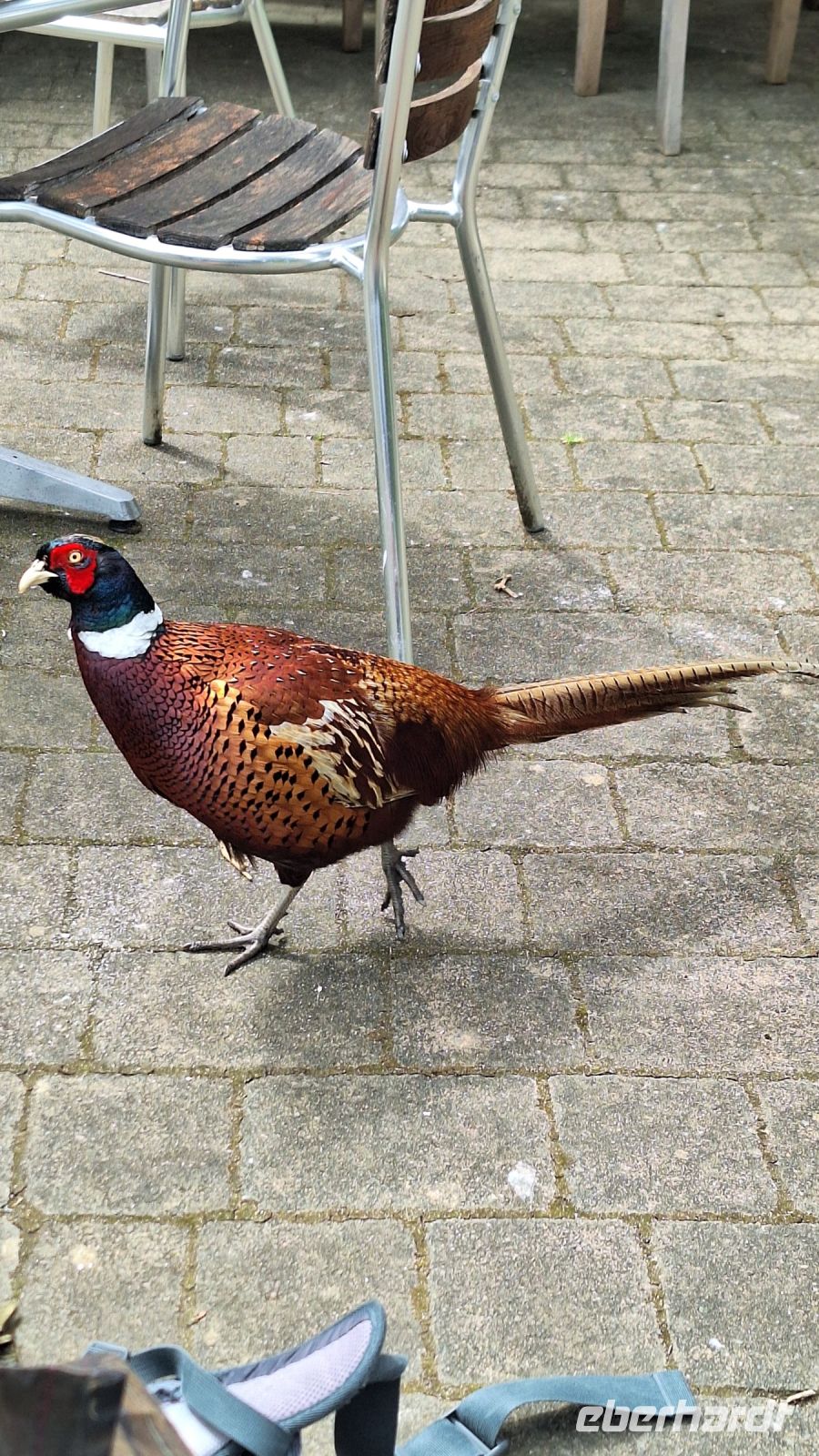 Isles of Scilly, Tresco: Tresco Abbey Gardens
