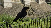 Raben im Tower of London 