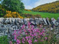 Tag 11 - Schottland - Scotts View (1).jpg