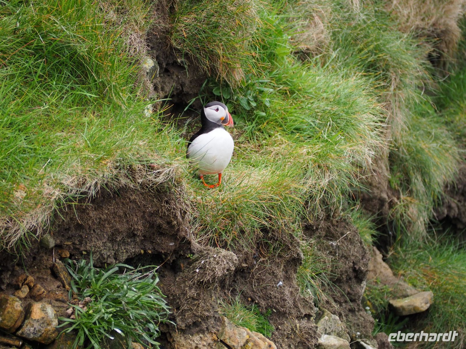 Papageientaucher am Sumburgh Head