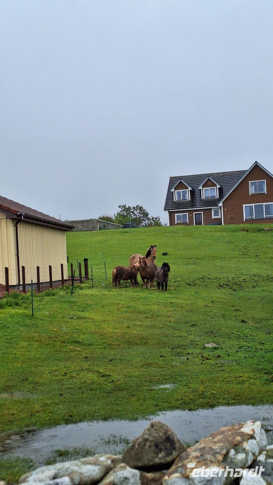 Neugierige Shetland-Ponys