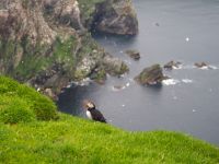 Papageientaucher im Hermaness National Nature Reserve