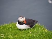 Papageientaucher im Hermaness National Nature Reserve