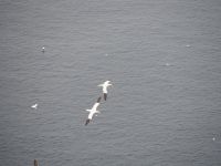 Basstölpel im Hermaness National Nature Reserve