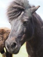 Shetland-Ponys