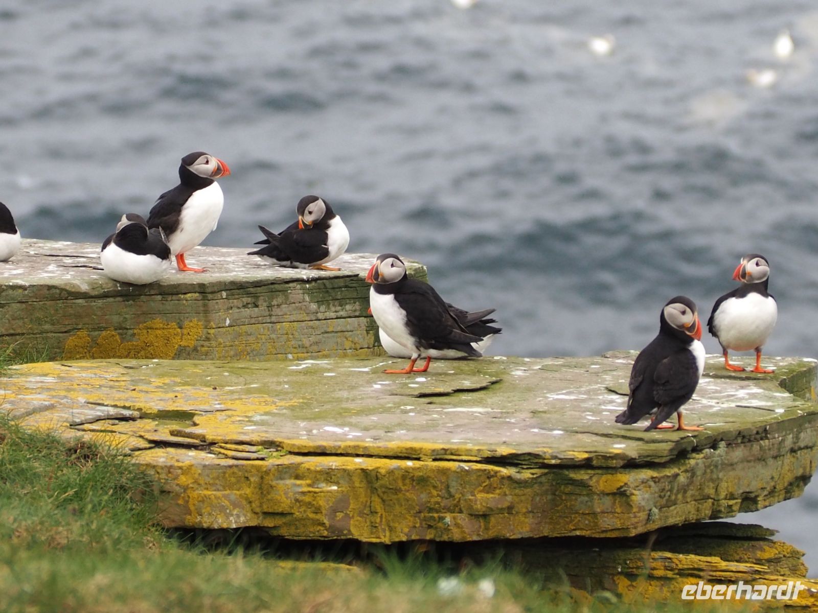 Papageientaucher auf Noss