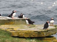 Papageientaucher auf Noss