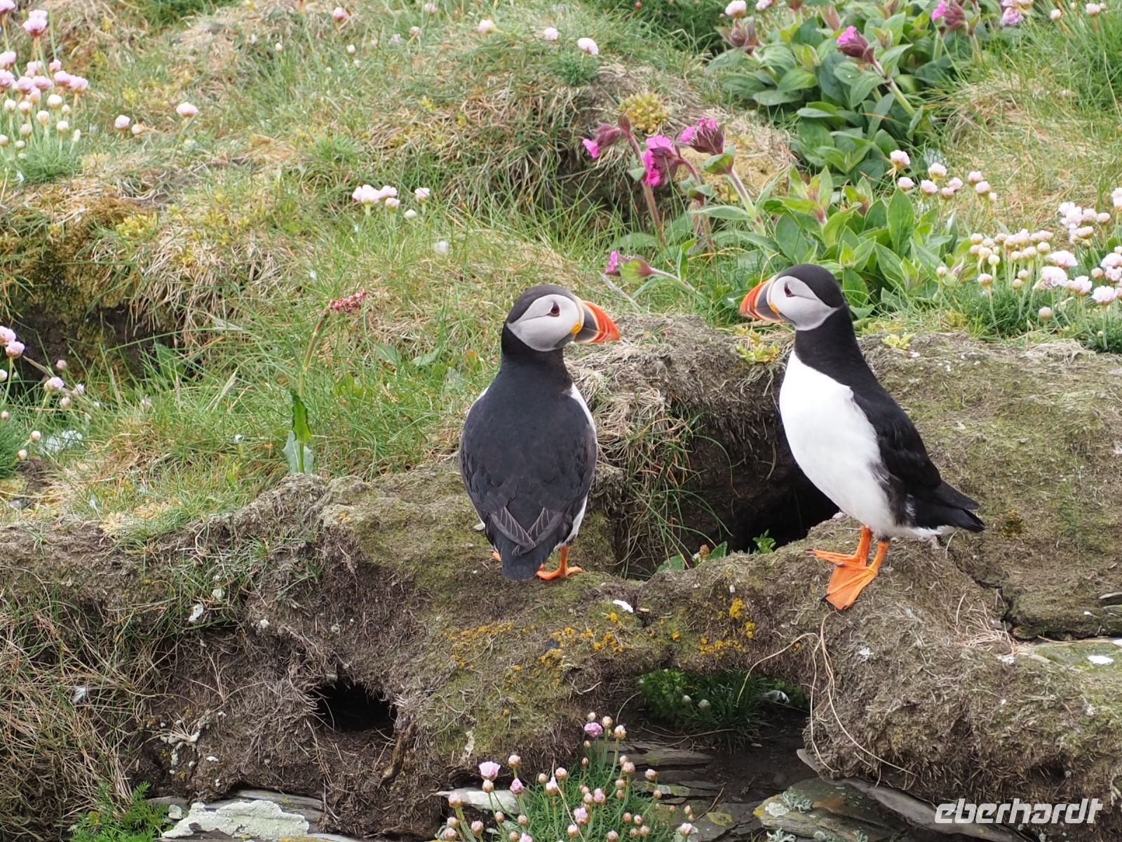 Papageientaucher auf Noss