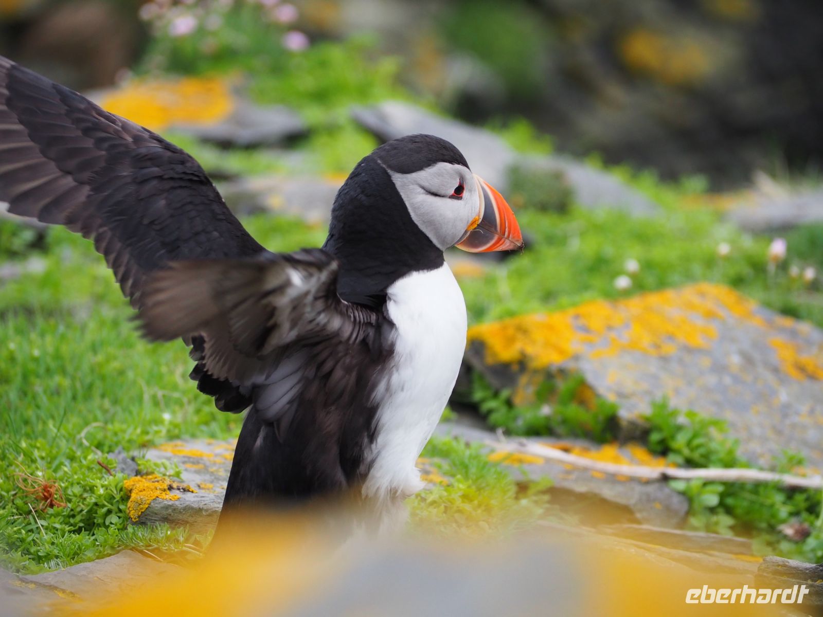 Papageientaucher auf Noss