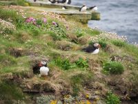 Papageientaucher auf Noss