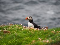 Papageientaucher auf Noss