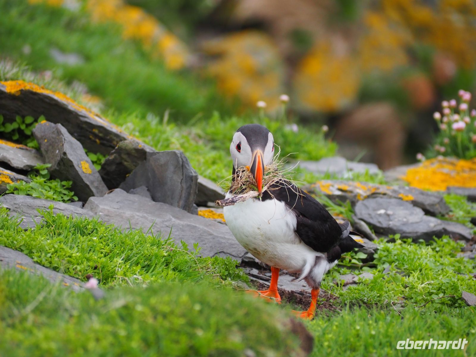 Papageientaucher auf Noss