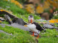 Papageientaucher auf Noss