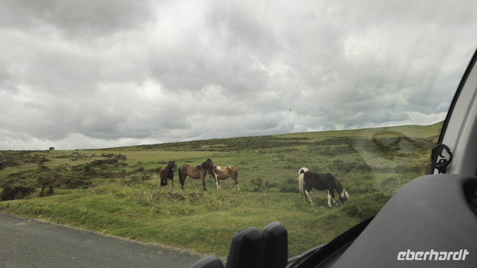 Dartmoor Ponys