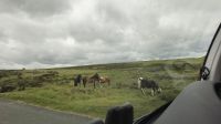 Dartmoor Ponys
