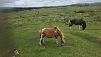 Noch mehr Dartmoor Ponys 