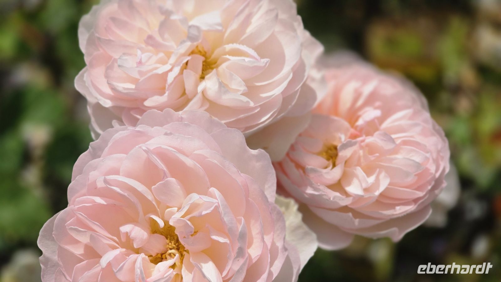Rosen im Ziergarten der Lost Gardens of Heligan