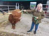 Cattle 02 Grace u Duchess