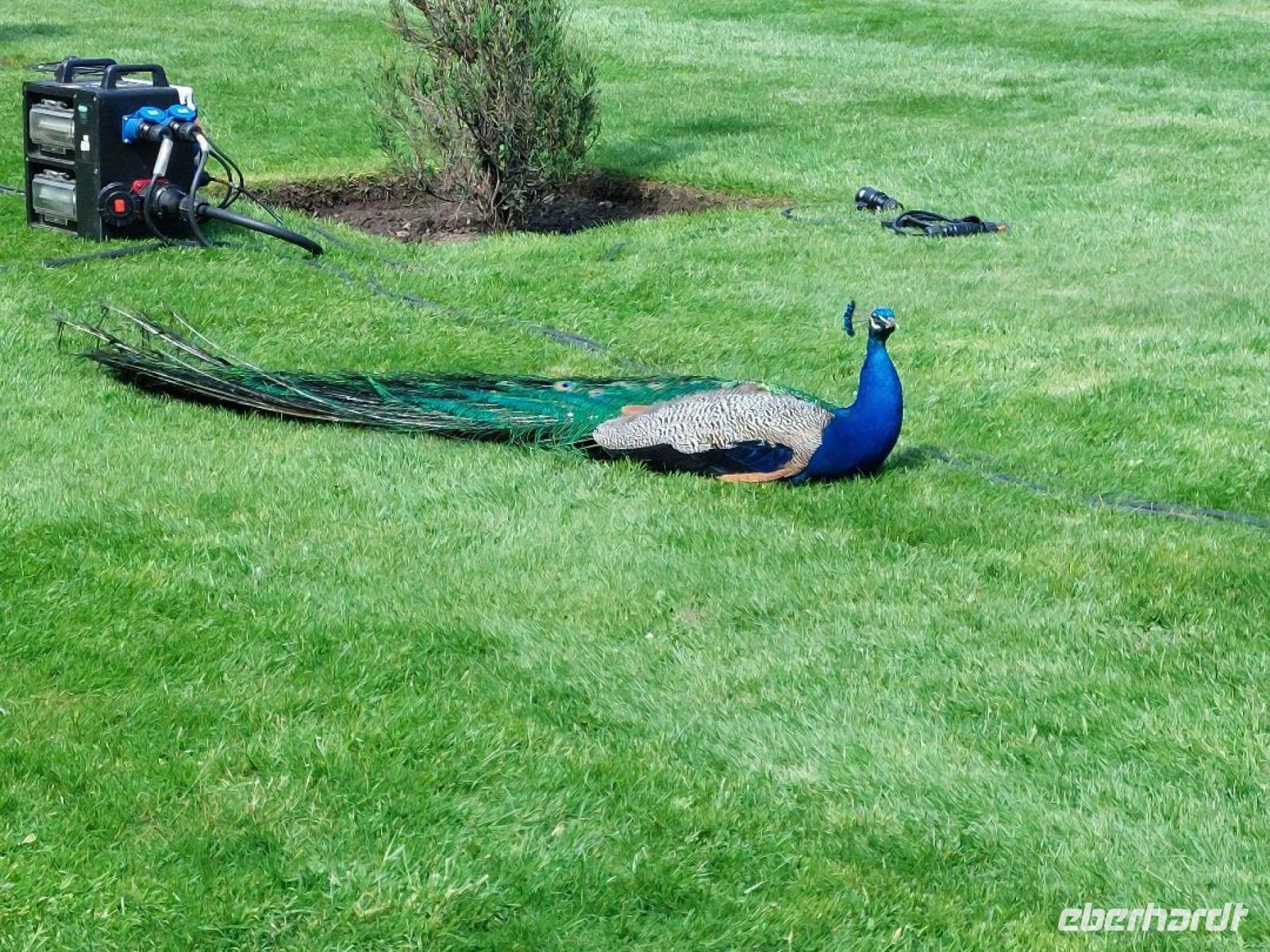 Scone Palace 05 Pfau 01