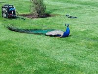 Scone Palace 05 Pfau 01