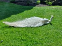 Scone Palace 05 Pfau 04 weiß