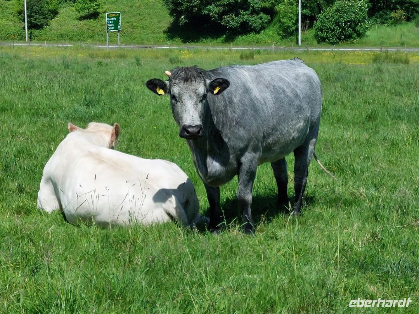 Abbotsford 004 Rinder