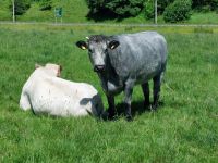 Abbotsford 004 Rinder