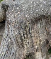 Münzenbaum auch Coin, Money oder Wish Tree