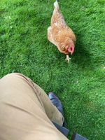 Hund mit Schuhfetisch