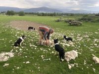 Neil Ross und seine Sheepdogs