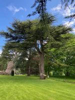 ein wunderschöner Baum,...