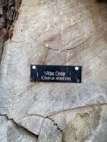 ...eine Atlas Zeder und...