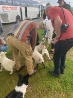 Belämmert sein kann schön sein