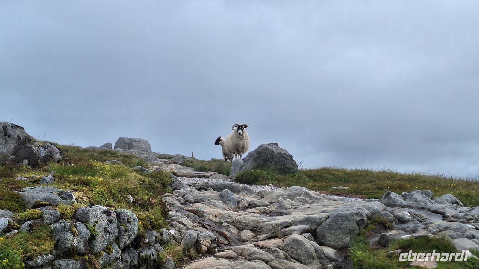 Unerwartete Begegnung
