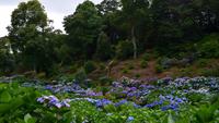 223 Cornwall, Trebah Garden