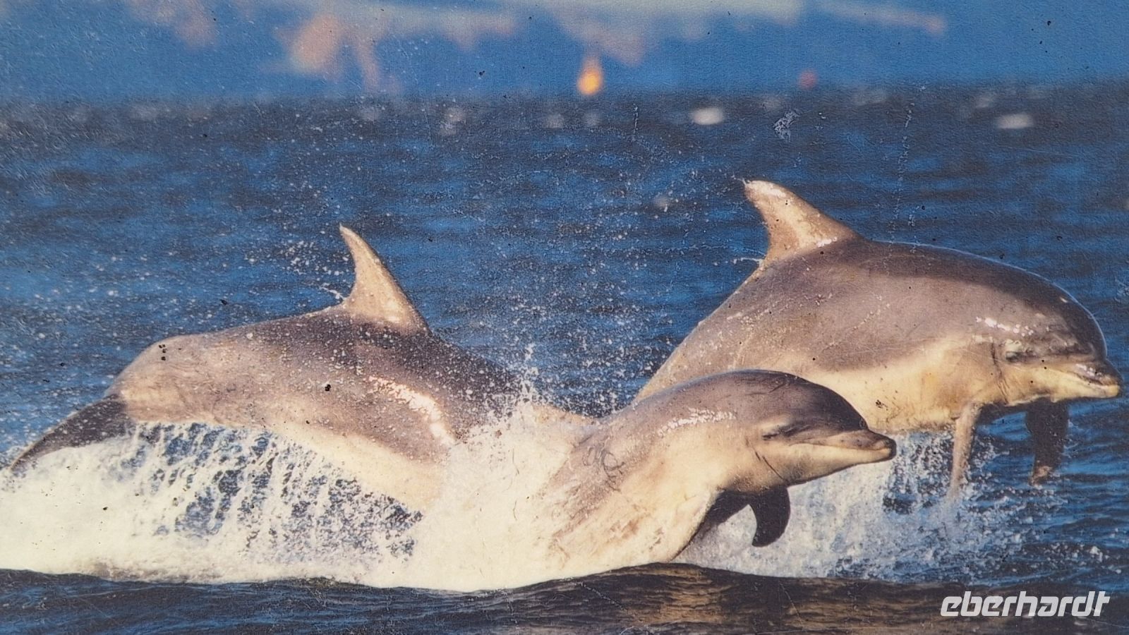 Was wir hätten sehen können.
