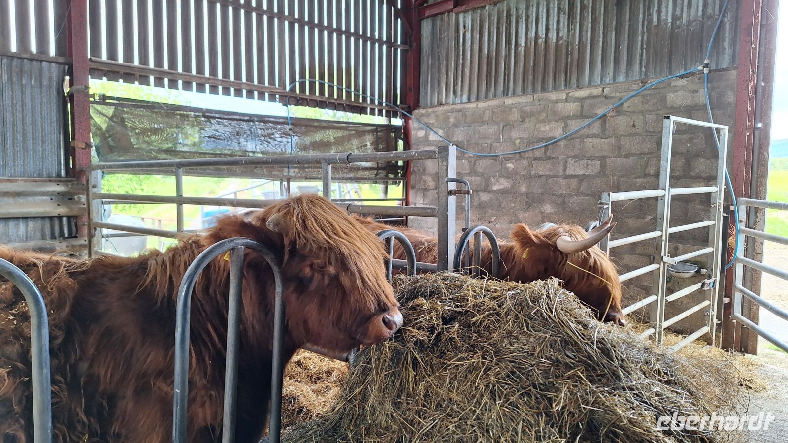 Aberdeenshire Highland Beef