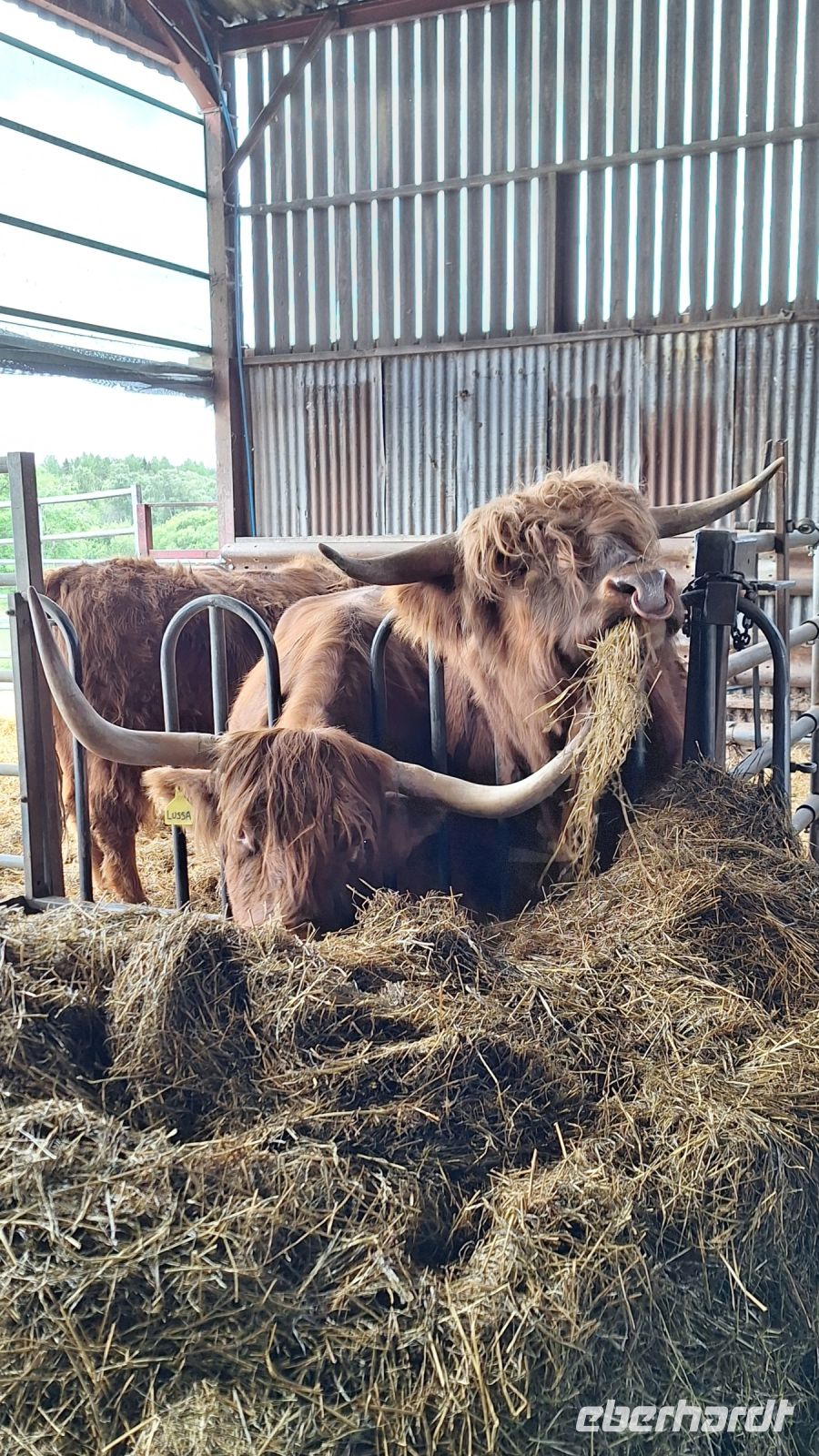 Aberdeenshire Highland Beef