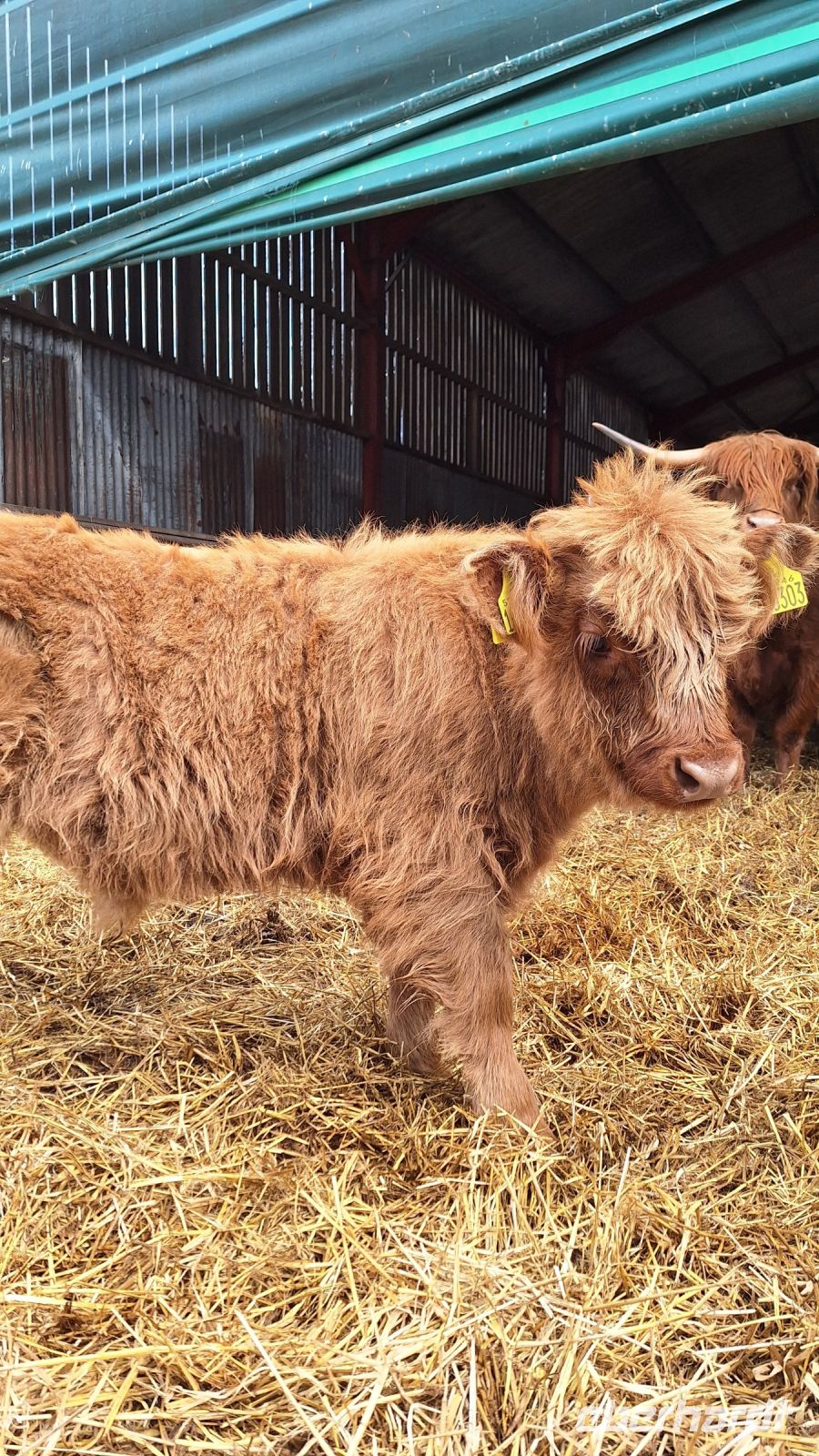 Aberdeenshire Highland Beef