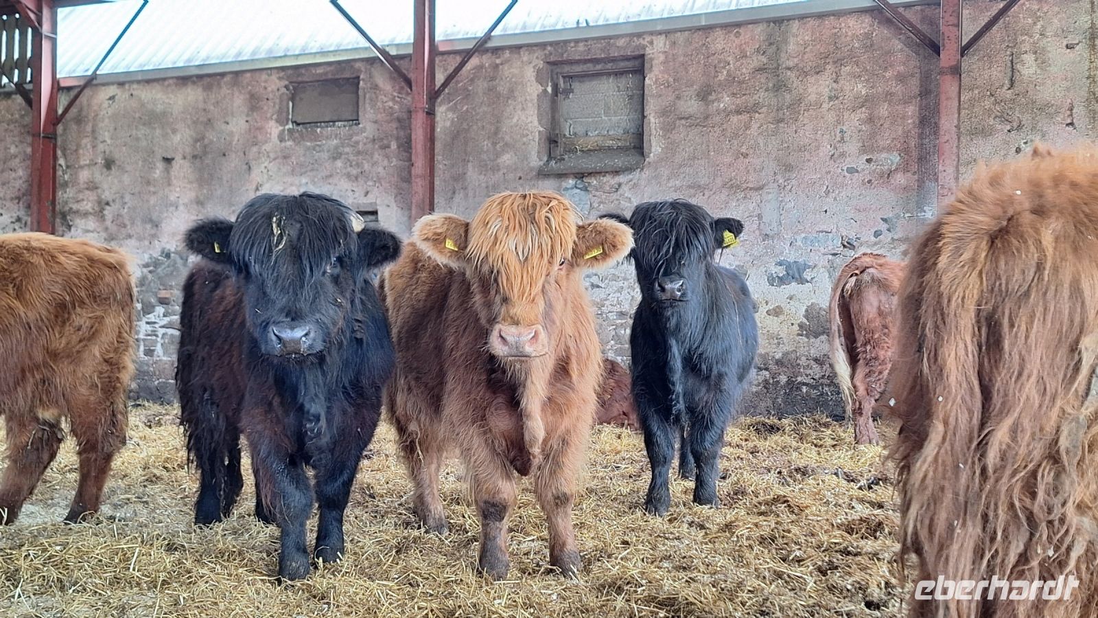 Aberdeenshire Highland Beef
