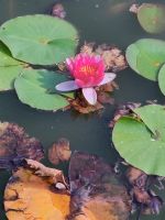 20240802 Arley Arboretum 02