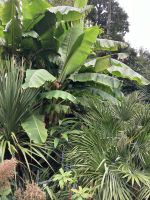 Südengland, Lost Gardens of Heligan