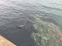 Südengland, Mevagissey, Kegelrobbe beim Frühstück 