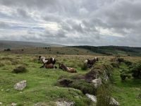 Südengland, Dartmoor Impresionen