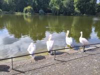 St. James Park, Pelikane