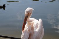 Pelikan, St. James Park