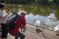 Pelikane, St. James Park 