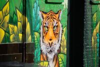 Tiger in Camden Town 